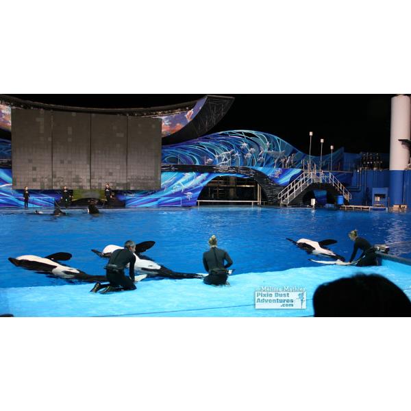 Orca Whales1